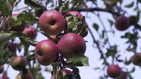 Apple tree with red apples. Stock Footage 140535050