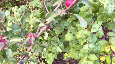 Apple tree with red apples in the garden Stock Footage 162164585