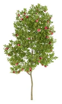 Apple tree with red apples isolated on white background. 3d illustration Stock Illustration