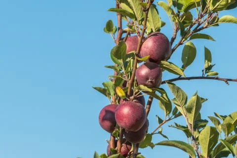Apple tree with red apples malus domestica Stock Photos