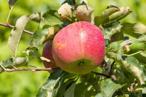 Apple tree with red apples Stock Photos