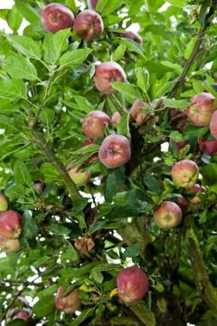 Apple tree with red apples Stock Photos