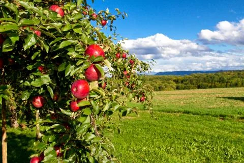 Apple tree with red apples Foto stock