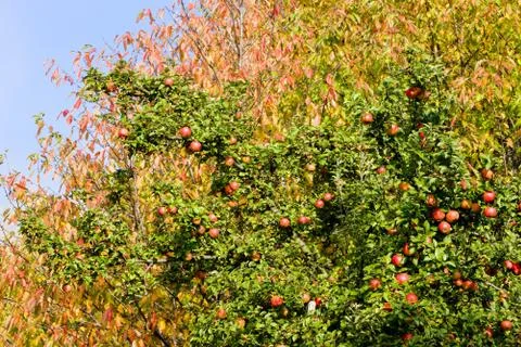 Apple tree with red apples Foto stock