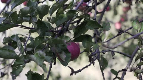 Apple tree with red apples. A red Apple grows on a branch. Grow, agriculture, Stock Footage 147443866