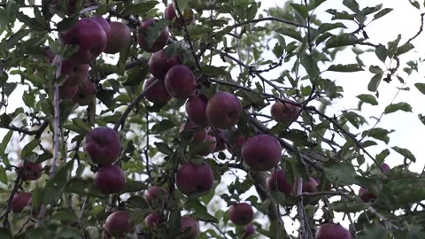Apple tree with red apples. A red Apple grows on a branch. Grow, agriculture, Stock Footage 147445727