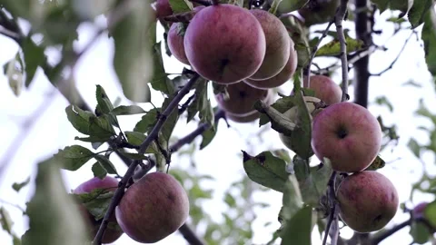 Apple tree with red apples. A red Apple grows on a branch. Grow, agriculture, Stock Footage 147447049