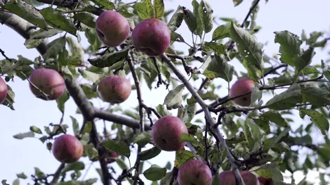 Apple tree with red apples. A red Apple grows on a branch. Grow, agriculture, Stock Footage 147447979