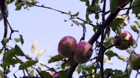 Apple tree with red apples. A red Apple grows on a branch. Grow, agriculture, Stock Footage 147448611