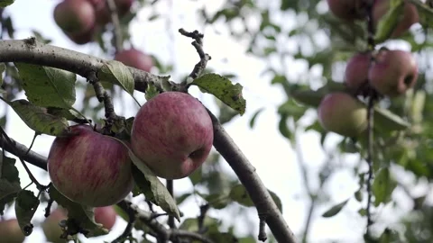 Apple tree with red apples. A red Apple grows on a branch. Grow, agriculture, Stock Footage 147449831