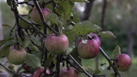 Apple tree with red apples. A red Apple grows on a branch. Grow, agriculture, Stock Footage 147451439