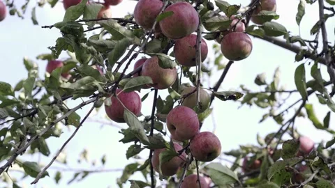 Apple tree with red apples. A red Apple grows on a branch. Grow, agriculture, Stock Footage 147452085