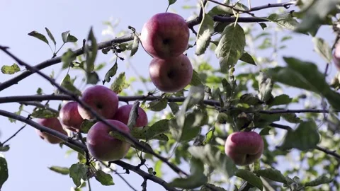 Apple tree with red apples. A red Apple grows on a branch. Grow, agriculture, Stock Footage 147452602