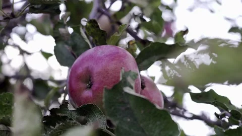 Apple tree with red apples. A red Apple grows on a branch. Grow, agriculture, Stock Footage 147453315