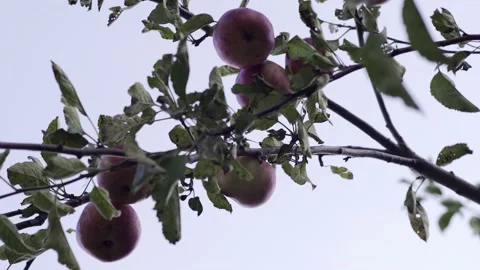 Apple tree with red apples. A red Apple grows on a branch. Grow, agriculture, Stock Footage 147454229