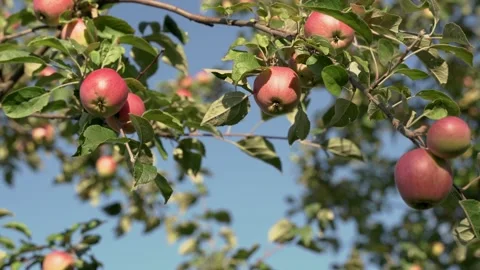 Apple tree with red apples. Red apples grow on a branch. Stock Footage 208308921