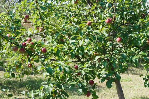 Apple tree with red apples, soft focus background Stock Photos