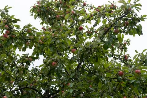 Apple tree with red apples in the sunset. A red Apple grows on a branch. Soft Stock Photos