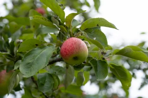 Apple tree with red apples in the sunset. A red Apple grows on a branch. Soft Stock Photos