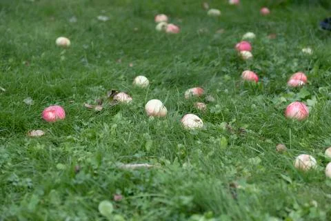Apple tree with red apples in the sunset. A red Apple grows on a branch. Soft Stock Photos