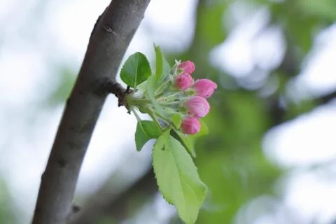 Apple tree red flowers 库存照片