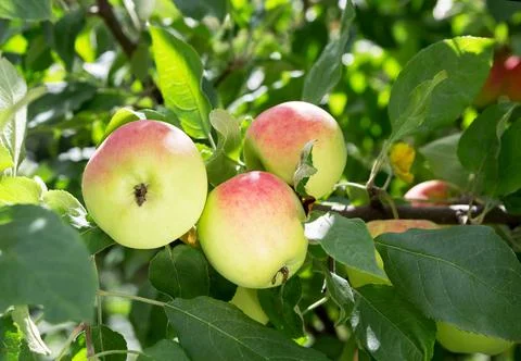 Apple tree with ripe apple fruit. Stock Photos