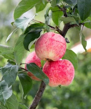 Apple tree with ripe apple fruit. Stock Photos