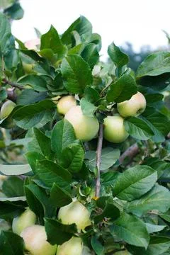 Apple tree with ripe apples, blurred backgroundnd Stock Photos