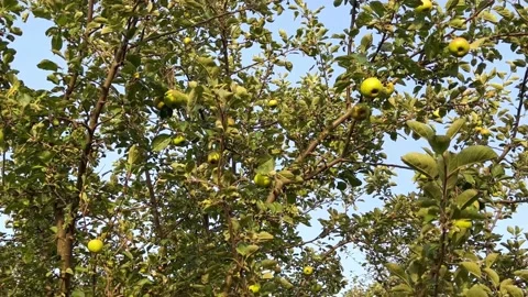 An apple tree with ripe apples on the branches Stock Footage 205939793