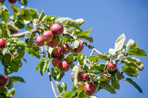 Apple tree with ripe apples Stock Photos