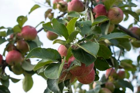 An apple tree with ripe apples Stock Photos