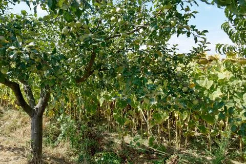 Apple tree with ripe apples in summer . Tuscany, Italy Stock Photos