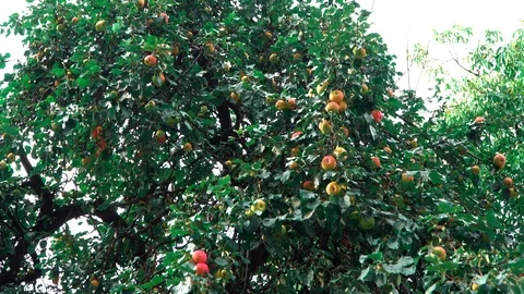 Apple tree with ripe apples. Tree with ripe, red apples and foliage. Video stock 92403039