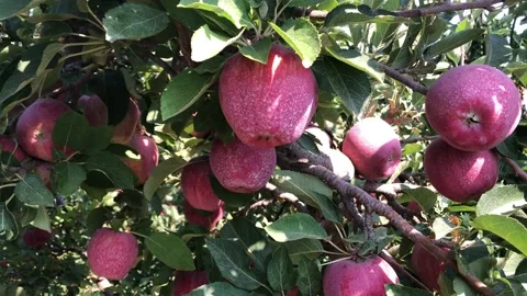 Apple tree with ripe fruit Stock Footage 159849234