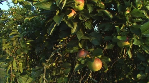 Apple Tree with Ripe Fruit Stock Footage 314851184