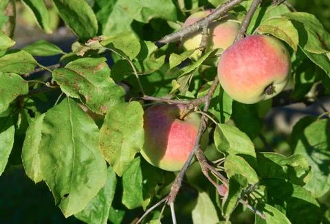 Apple tree with ripe fruit Foto stock