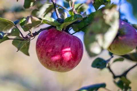 Apple on a tree - ripe red apple on a branch with leaves Stock Photos