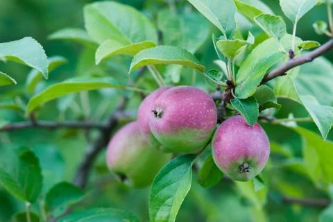 Apple tree with ripe red apples, blurred background Foto stock