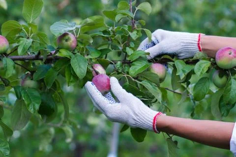 Apple tree with ripe red apples, blurred background Fotos Stock