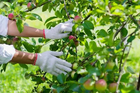 Apple tree with ripe red apples, blurred background Stock-Fotos