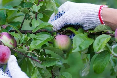 Apple tree with ripe red apples, blurred background Stock-Fotos