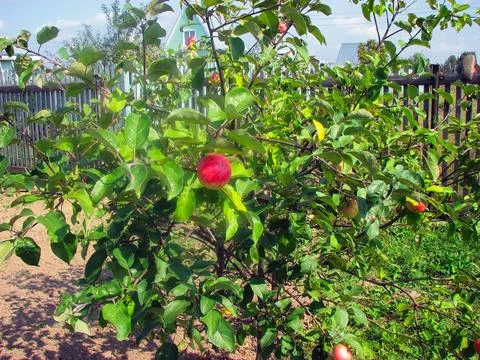 Apple tree with ripe red apples in orchard. Ripe apples in orchard Stock Photos
