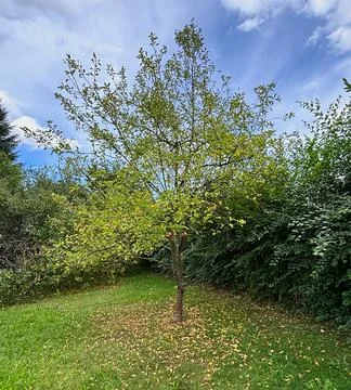 Apple tree with ripening fruit and early autumn foliage in a garden. Stock Photos