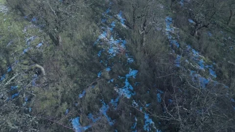 Apple tree s in winter Stock Footage 301285751