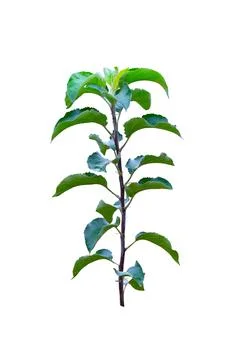 Apple tree sapling branch. Stock Photos