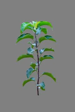 Apple tree sapling branch. Stock Photos