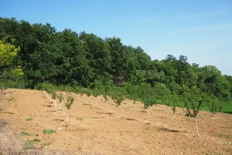 An apple tree sapling is planted in garden soil in the spring, in a hole. T.. Stock Photos