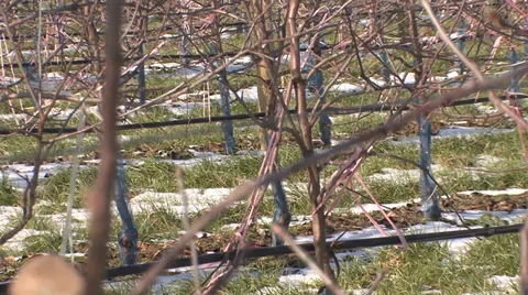 Apple tree saplings in winter Stock-Footage 36992947