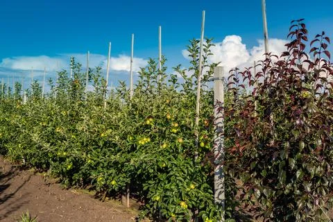 Apple tree seedlings in the nursery on drip irrigation Stock Photos