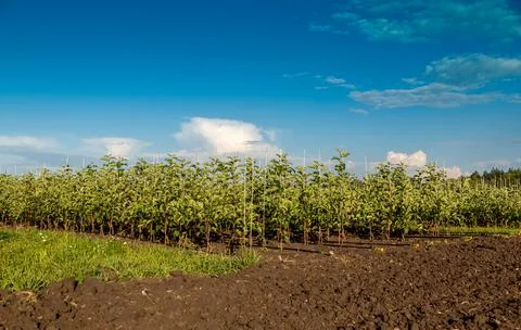 Apple tree seedlings in the nursery on drip irrigation Stock Photos